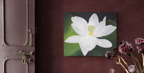 Lotus flower white in situ